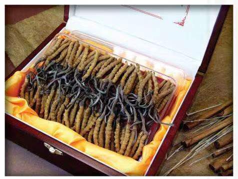 思明冬虫夏草回收